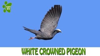 White Crowned Pigeons [upl. by Ellinehc592]