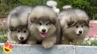 Baby Alaskan Malamute Puppies Running😍Funny And Cute Puppies Compilation [upl. by Anitselec]