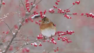 燕雀 Brambling [upl. by Ciardap]