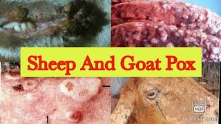 Sheep And Goat Pox treatment  control and vaccination [upl. by Hauhsoj]