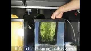 Santa Monica Filtration HOG13 Upflow Algae Scrubber  From Box to Green in 3 Cleanings [upl. by Pengelly]