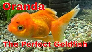 A Beginners Guide To Oranda Goldfish Care [upl. by Anastassia]