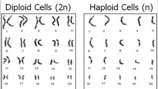 Diploid vs Haploid Cells [upl. by Nomla]