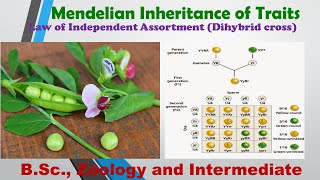 Mendelian Inheritance of Traits  Law of independent Assortment  Dihybrid cross  Genetics  HSR [upl. by Ytirev]