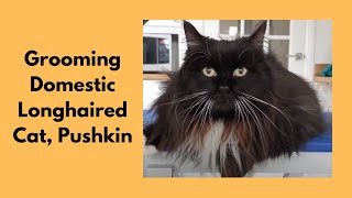 Grooming A Domestic Longhaired Cat [upl. by Yerok76]