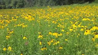 Yellow Coneflower  Ratibida pinnata blooming at Ion Exchange [upl. by Buderus]