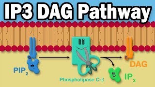 IP3 DAG Calcium Pathway [upl. by Letniuq]