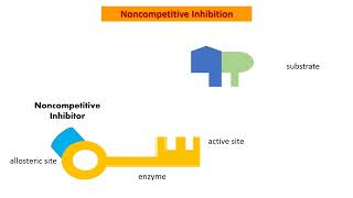 Enzymes and Inhibitors [upl. by Sella]