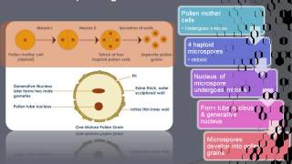 Formation microspore and megaspore [upl. by Notsruht]