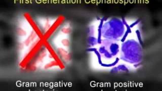 AntiInfective Medication Therapy Cephalosporins Aminoglycosides Macrolides and Quinolones [upl. by Ydnor]