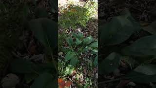 Comfrey plus nitrogen fixing tree permaculture garden homesteading [upl. by Brosine453]