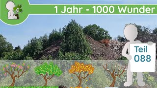 1 Jahr  1000 Wunder quotSuperRuderalErdhaufenquot Teil 088  08062019  Wildkräuter Dokumentation [upl. by Eiaj713]