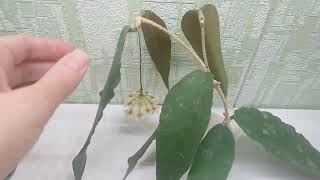 Hoya caudata Цветущая срезка для Оксаны [upl. by Lah]