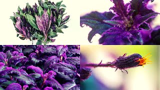 How to Care for Purple Passion Plant [upl. by Eibbil]