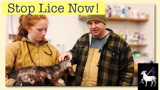 Treating Goats With Lice  Kids and Adults [upl. by Enined]