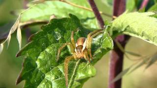 Gerandete Jagdspinne Dolomedes fimbriatus [upl. by Levy912]