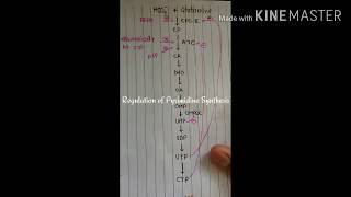 Regulation of Pyrimidine Synthesis [upl. by Kaye182]