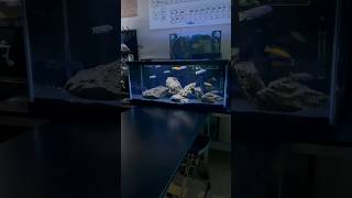 75 Gallon Mbuna Cichlid Tank in My Classroom [upl. by Nomael810]