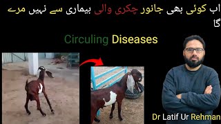 Circuling Diseases animals goat dr Latif Ur Rehman [upl. by Zolner]