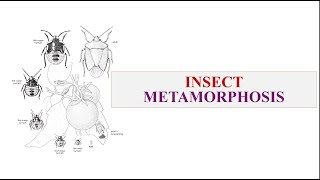 Insect Metamorphosis [upl. by Erminna314]