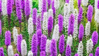 Liatris Spicata [upl. by Anaujait944]