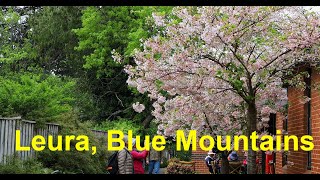 Cherry blossoms in Leura Blue Mountains [upl. by Riana]