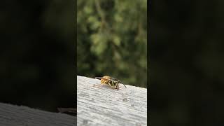 A wasp digging into the wood  shorts shortsvideo [upl. by Allisan]