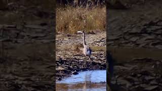 Blue Heron wandering the shores of Lake Huron birds naturelovers ￼ [upl. by Aihsena236]