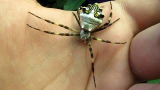 Argiope argentata [upl. by Cheadle]