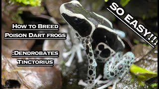 How To Breed Poison Dart Frogs Dendrobates Tinctorius [upl. by Adiraf]