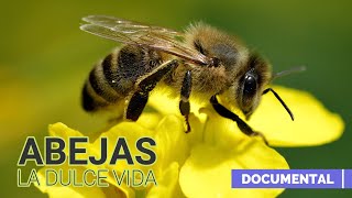 Abejas la Dulce Vida Documental [upl. by Hanan]