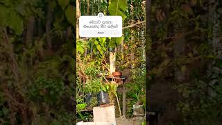 golden fronted leafbird nature beautiful divithura birds srilanka india bathingroutine [upl. by Abie960]