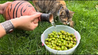 Comment préparer les olives crues première partieالطريقة التقليدية لتحلية الزيتونالجزء الاول [upl. by Wagner685]