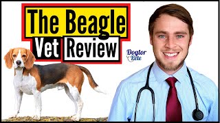 The Beagle 2020  Veterinarian Review  Dogtor Pete [upl. by Aihsikal]