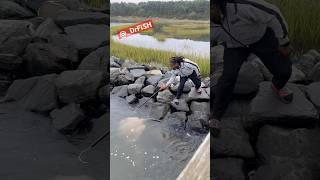 When using a gaff goes wrong 🤣 drfish fishing fish dmv fishingdaily bigfish stingray gaff [upl. by Euseibbob]