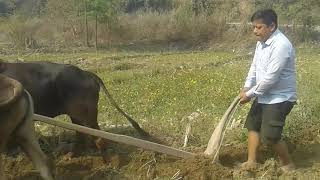 Nepali traditional farmar farming [upl. by Regdor216]