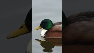 The mallard wild duck Anas platyrhynchos [upl. by Ocire29]