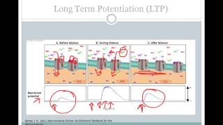 SJSU Neurophysiology  Lecture 8  Synaptic Plasticity [upl. by Leopold]