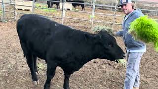 Feeding Fresh Barley Fodder to a Cow and a Bull  Sprouting Gear [upl. by Atews]