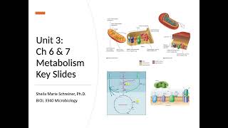 Microbial Metabolism [upl. by Surtemed]