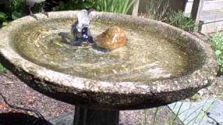 multi bird birdbath blue jay oriole cowbird catbird [upl. by Vola]