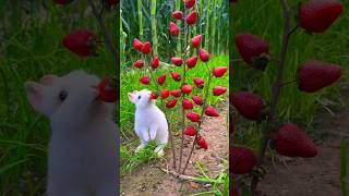 cute rabbit eating strawberry 🍓🍓 [upl. by Neelac]