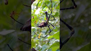 A huge female Gigantism Nephila pilipes spider 🕸️ spider beautiful animal wildlife nature [upl. by Roxine]