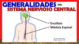 🥇 SISTEMA NERVIOSO CENTRAL SNC  Generalidades  ¡Explicación Sencilla [upl. by Japha689]