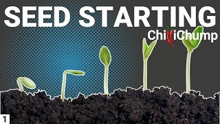 Chilli Pepper Seed Starting  Episode 1 [upl. by Burley567]