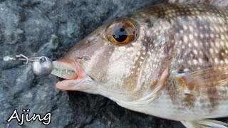 Ajing Game UAE  Extra Ultra Light Fishing  FishinVlog 56 [upl. by Jozef]