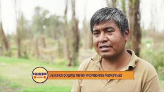 Lo Mejor de Cocineros Mexicanos la producción de los romeritos en Xochimilco [upl. by Doloritas]