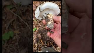 Washington gifford pinchot matsutake lobster amp chanterelle mushroom foraging pnw mushroom [upl. by Yerdna]