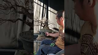 DEFOLIATION bonsai shortvideo shorts garden [upl. by Erdnaet181]