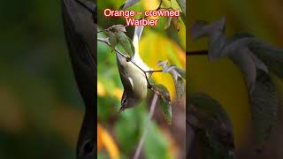 Ruby crowned Kinglet Birds BirdLovers BirdFacts Wildlife NatureLovers Kinglets KingletFacts [upl. by Nawaj861]